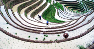 Bauern arbeiten im Terrassenfelder in Longji