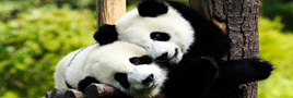 Panda-reise